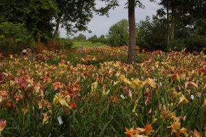 TrueNorth Daylilies, Warkworth, Trent Hills Ontario