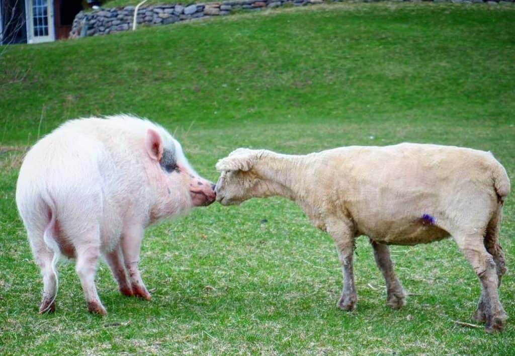pig and goat at Promised Land animal sanctuary in Trent Hills Ontario