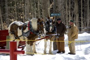 Sleigh Rides at the Maple Syrup Festival
