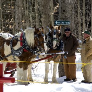 Sleigh Rides at the Maple Syrup Festival