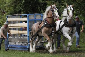 warkworth fall fair horse pull